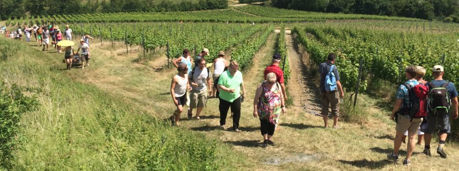 Nach Corona-Zwangspause: Beliebte Weinwanderung steht wieder bevor