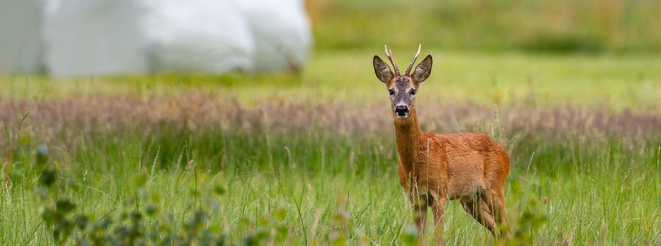 Rehessen der Jagdgenossenschaft Augsberg am 24. Oktober 2025