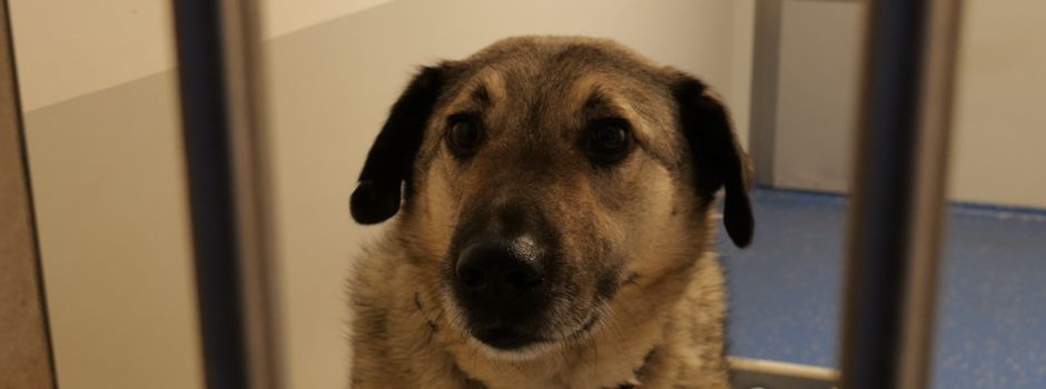 Tierheim Mayen ist voll: Dringend Pflegestellen für Hunde gesucht