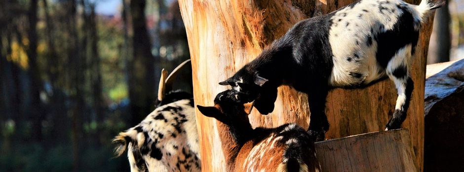 Familiengottesdienst im Wildpark