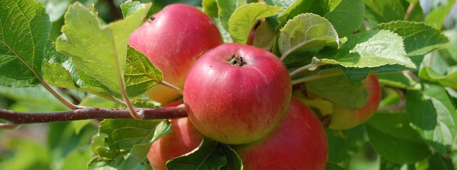 Gemeindeeigene Obstbäume