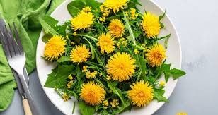 Löwenzahn - mehr als nur ein Unkraut