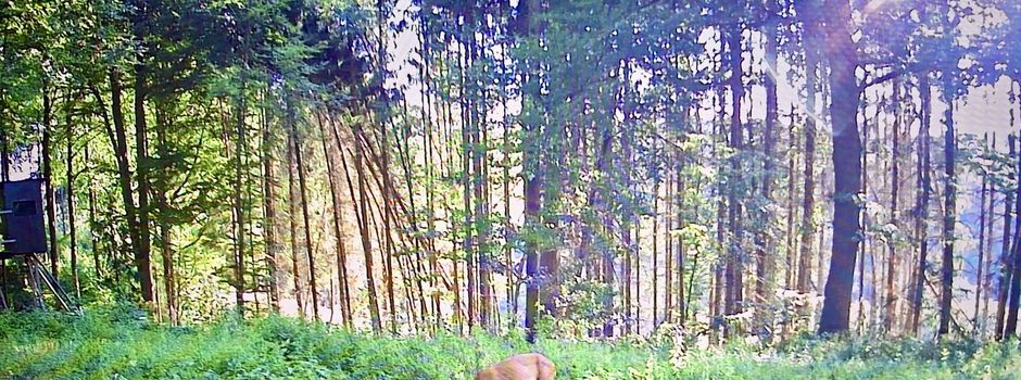 Drückjagd Oberraden - Samstag, den 28.11.26