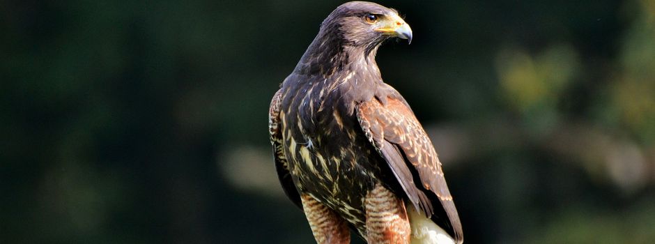 Geflügelpest erreicht Rheinhessen: Wanderfalke in Worms infiziert