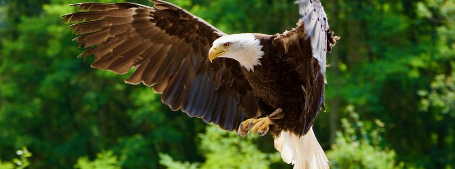 Ausflug zum Wildpark und Greifvogelzoo Potzberg