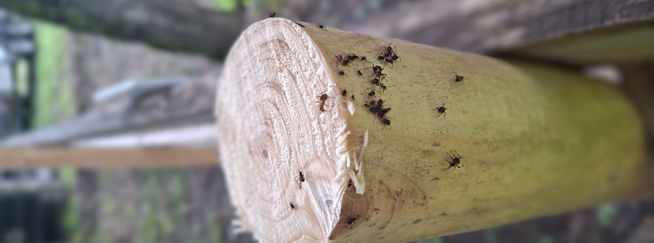 Waldameisen bauen Nester auf Geesthachter Spielplatz - geschützte Art wird umgesiedelt 