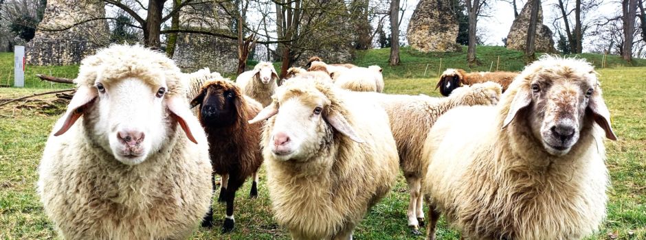 Schafe an den Mainzer Römersteinen: Warum der Schäfer um seine Herde bangt