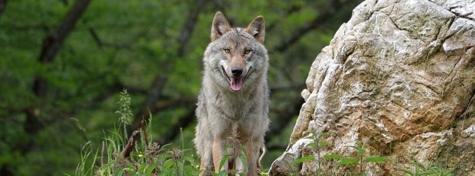 Erneuter Wolfsangriff im Westerwald: Mehrere Tiere vermisst