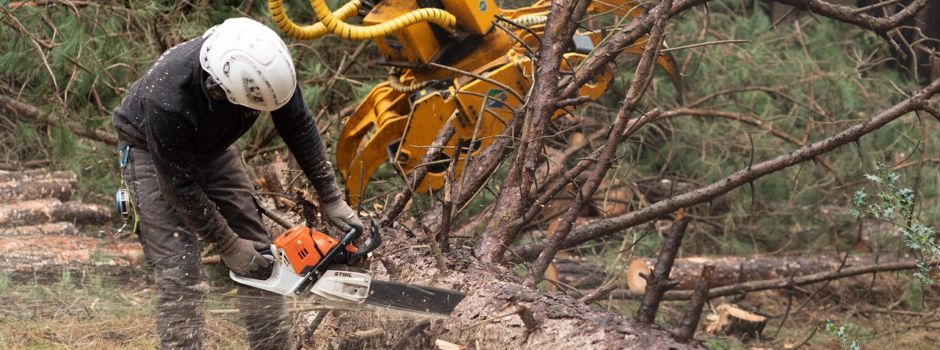 Baumpflegearbeiten an mehreren Straßen im Werra-Meißner-Kreis