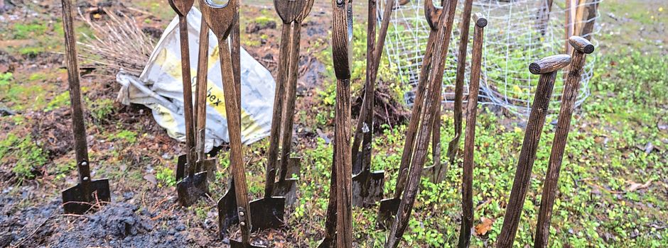 Aus Monokultur wird Niederwald