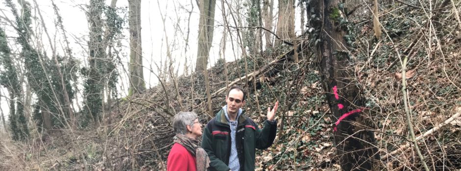 Große Forstarbeiten im Oppenheimer Wäldchen angekündigt