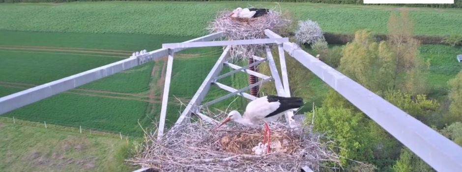 Baby-Störche in Mainz – hier könnt ihr ihnen zusehen