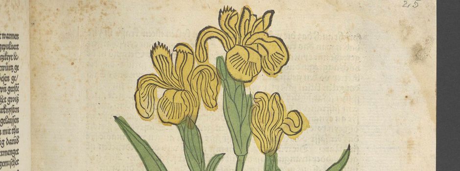 Finissage mit Vortrag zur Ausstellung „FLORA“