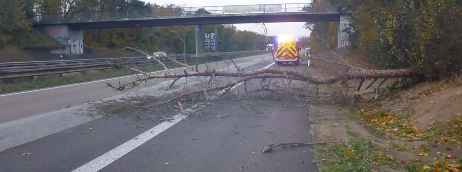 Umgestürzter Baum sorgt für Verkehrsbehinderungen