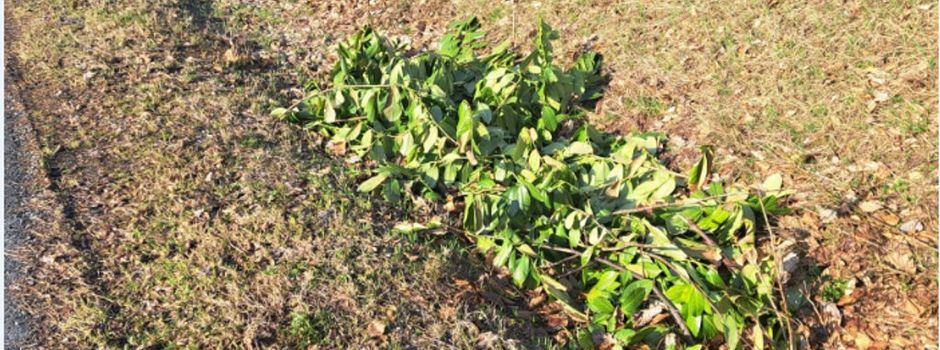 Illegale Entsorgung von Gartenabfällen ist kein Kavaliersdelikt