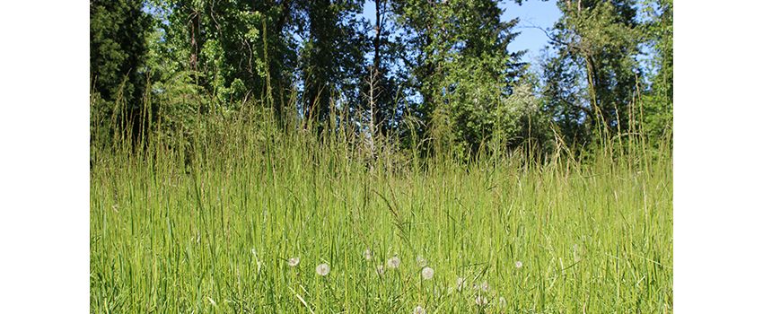 Freiwillige Helfer für den Schutz der Wiesenschwertlilie gesucht