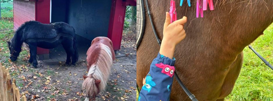 Ponyzeit in der St. Michael Kita: Pferde werden Teil des Kita-Alltags