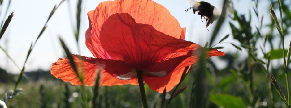 Sommeranfang: Deutschland schwitzt bei bis zu 37 Grad