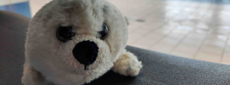 Sicher im Wasser – Die „Salower Seerobben“ starten wieder 