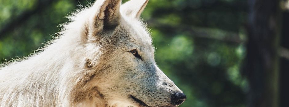 Kreisverwaltung erlaubt Wolfsentnahme - Wolf entnommen