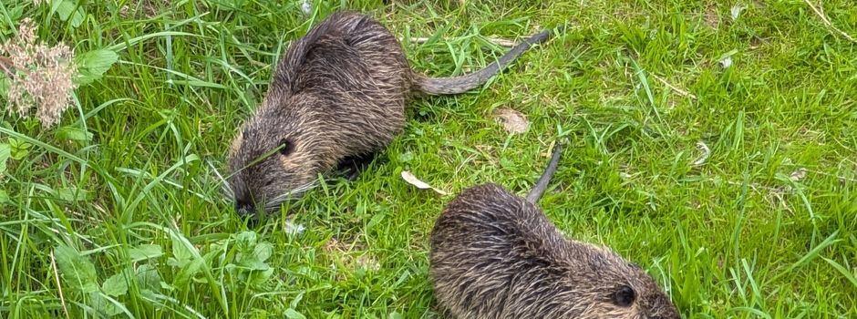 Nutria, nicht Biber oder Bisamratte