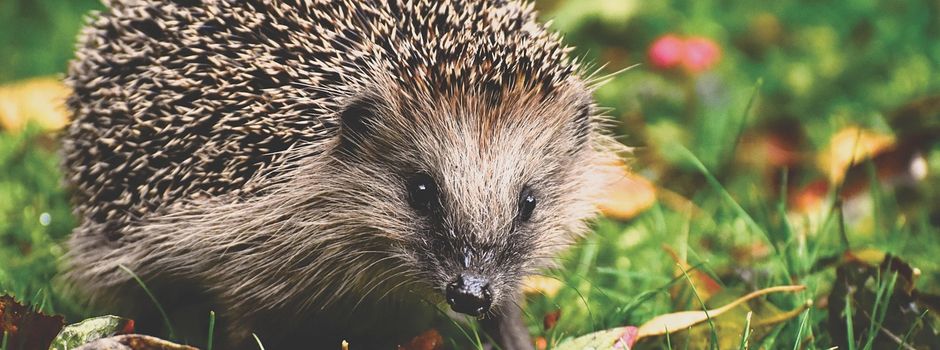 Tödliche Gefahr in der Dunkelheit: Abteilung Umwelt des Landkreises Harburg appelliert an Gartenbesitzer, nachts auf Mähroboter zu verzichten