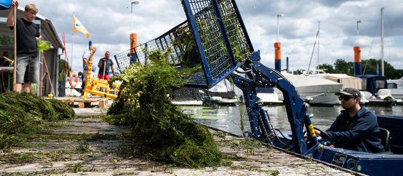 Mit Booten und Mistgabeln gegen die Wasserpest