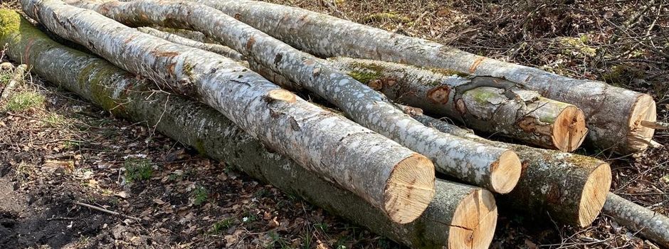 Brennholz selbst abholen – direkt im Wald, regional & nachhaltig