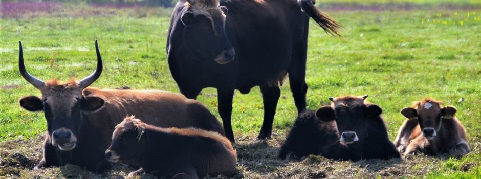 Auerbacher HOAMATFEST