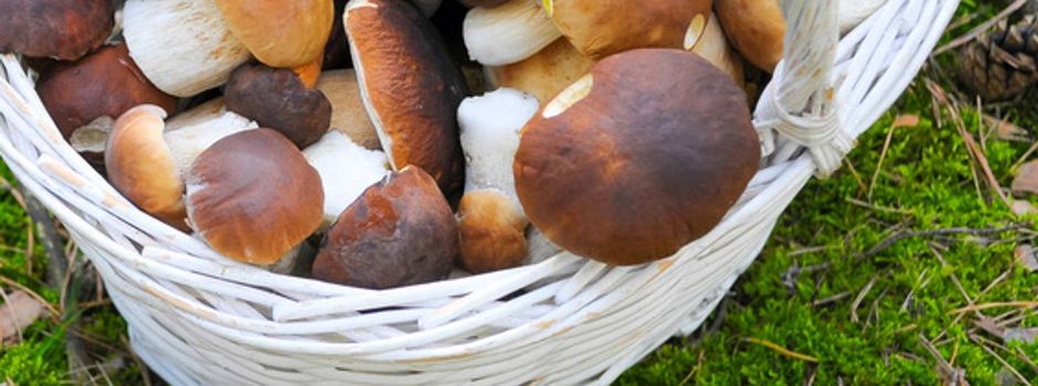 Pilzlehrwanderung in Lemberg - ausgebucht