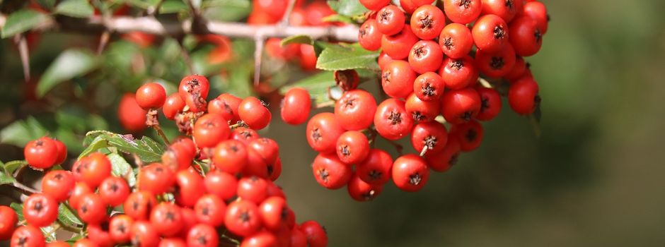 Der Weißdorn: Naturwunder und Überlebenskünstler