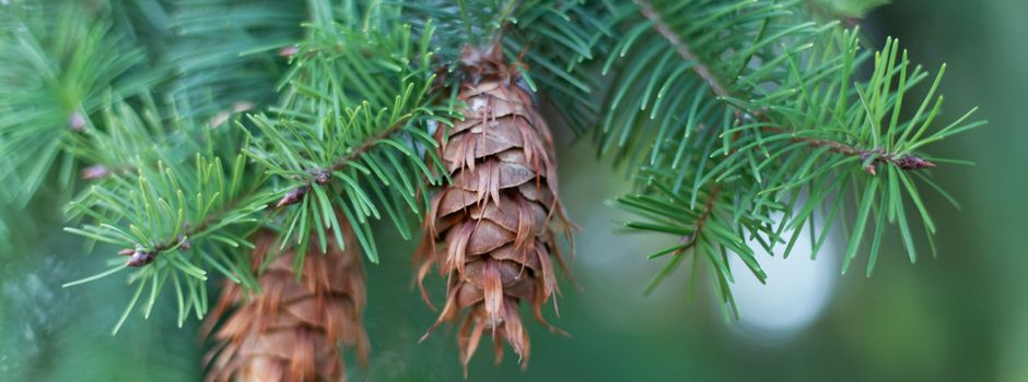 Einladung zur Pflanzaktion 🌱🌲