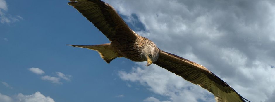 Erfassungen von Tieren, Pflanzen und Biotopen