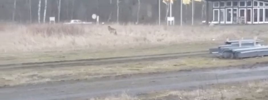 Wolf auf Wiese am Werksgelände