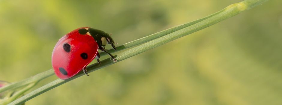 Jahresprogramm 2023 der Naturschutzakademie liegt vor