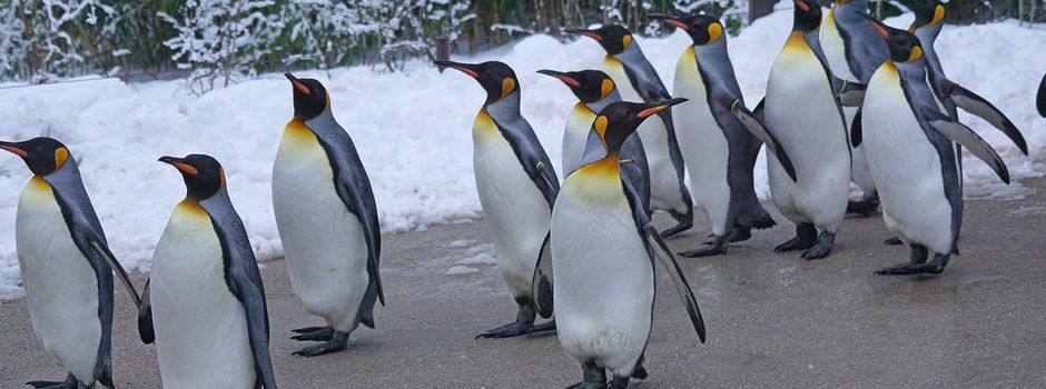 Schnatgang in Niedernwöhren 