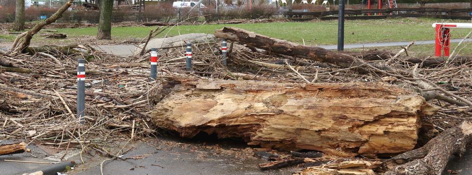 Hochwasser hinterlässt tonnenweise Treibgut an Niederkassels Ufern
