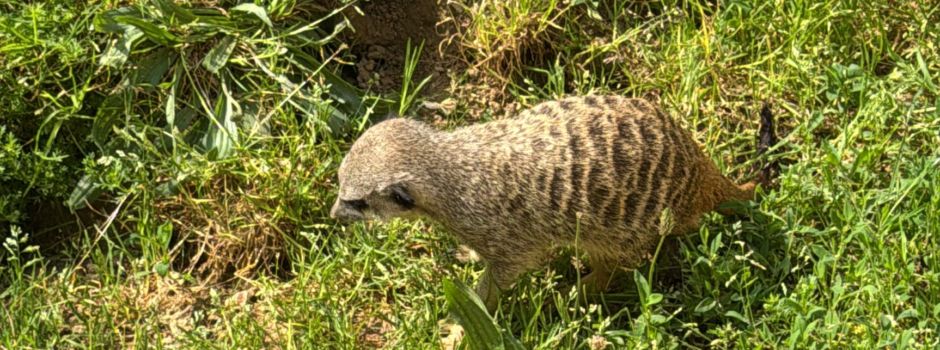 Klieburger Pänz erobern den Kölner Zoo