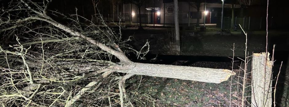 Unbekannte fällen Bäume auf Spielplatz in Mainz – 10.000 Euro Schaden