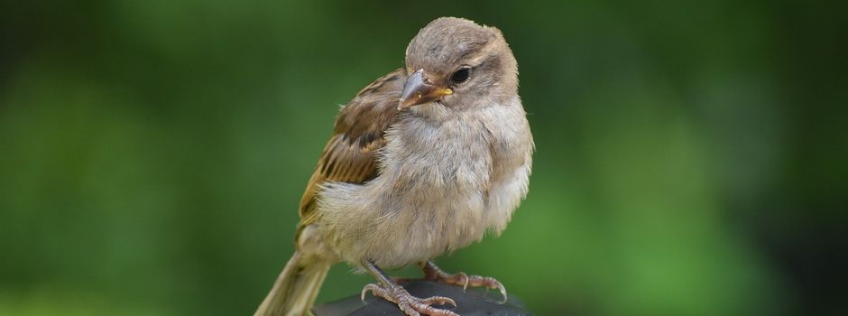 Brut- und Setzzeit vom 01.03. - 30.09.2024