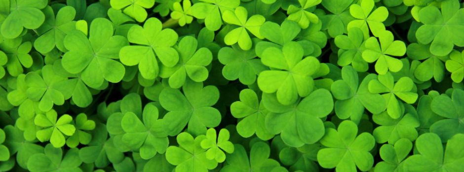 St. Patricks Day im Gasthaus Weyer 🍀