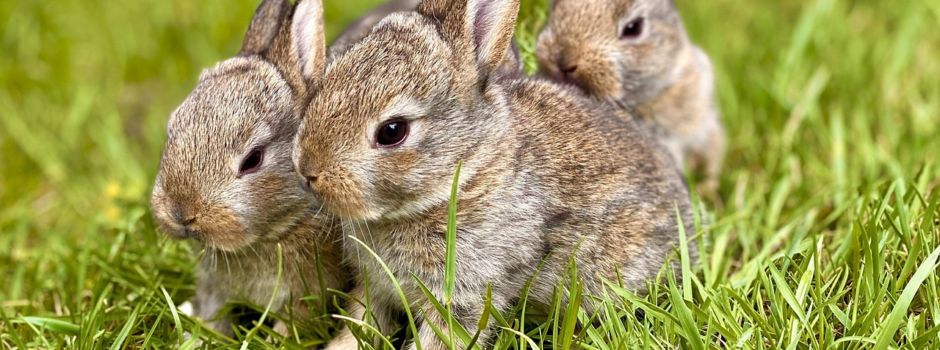 „Chinaseuche“ bei Wildkaninchen nachgewiesen - Landkreis bittet um Vorsicht
