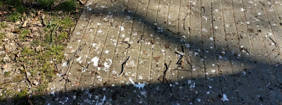 Albtraum für Bauern und Anwohner: Werden Saatkrähen jetzt abgeschossen?