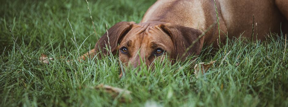 Ihr habt entschieden - Die tollsten Hunde aus Niederkassel