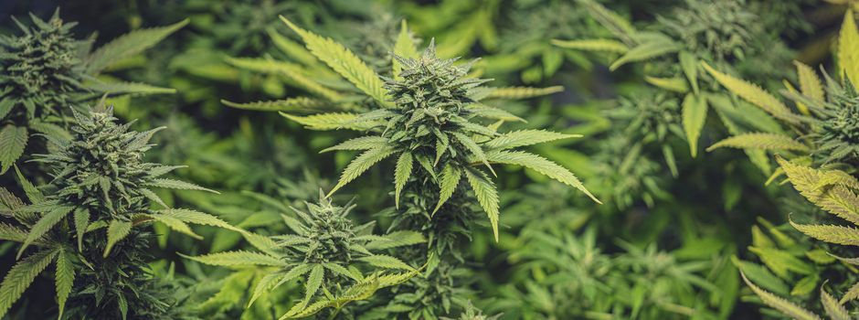 141 Cannabispflanzen im Mehrfamilienhaus