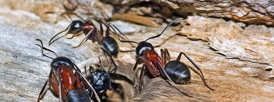 Start des Bestimmungsservice Große Drüsenameise (Tapinoma magnum)