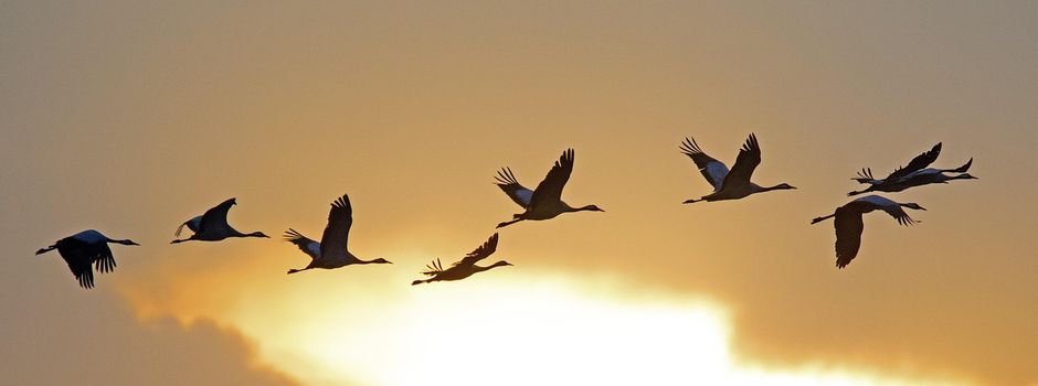 Kraniche ziehen über Wiesbaden