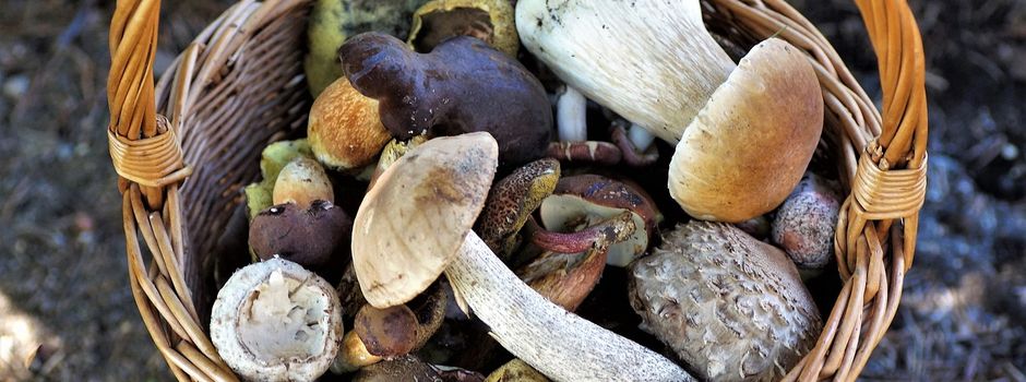 Pilz-Exkursion in Ehlscheid