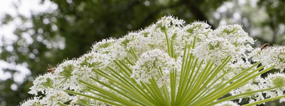 Achtung, giftig: Bärenklau