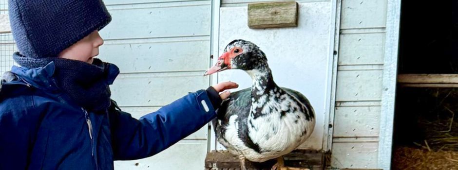 Zwei Enten für den Kindergarten